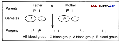 CBSE Sample Papers for Class 12 Biology Set 2 with Solutions Q18.1