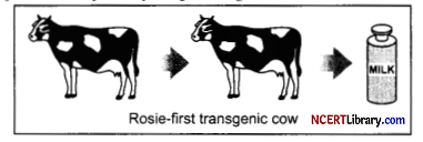 CBSE Sample Papers for Class 12 Biology Set 4 with Solutions Q27