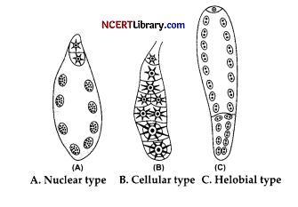 CBSE Sample Papers for Class 12 Biology Set 7 with Solutions Q29