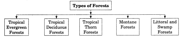 Class-11-Geography-Notes-Chapter-5-Natural-Vegetation-1