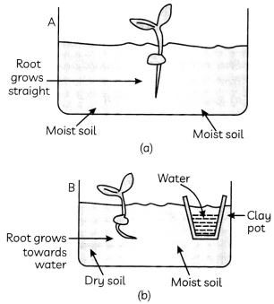 Coordination in Plants 2