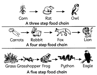 Food Chains And Food Webs 1