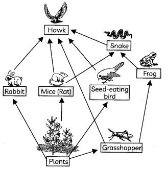 Food Chains And Food Webs Definitions, Equations And Examples 