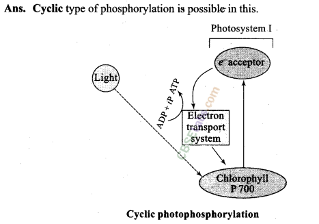 NCERT Exemplar Class 11 Biology Chapter 13 Photosynthesis in Higher Plants Img 13