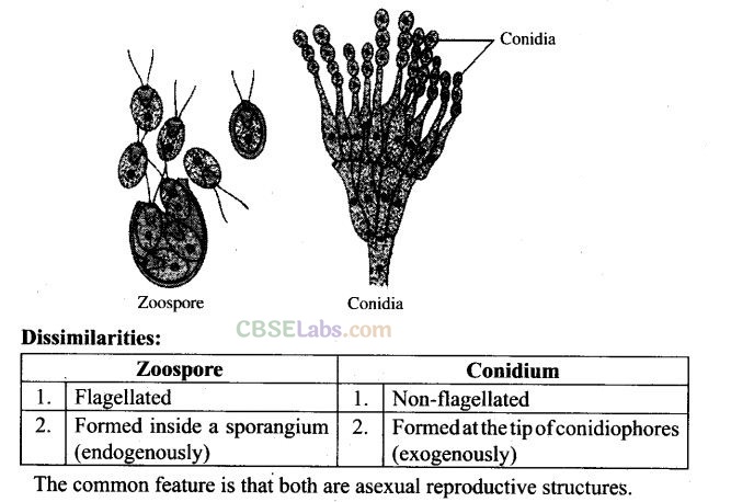 NCERT Exemplar Class 12 Biology Chapter 1 Reproduction in Organisms-6