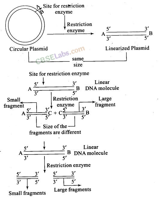 NCERT Exemplar Class 12 Biology Chapter 11 Biotechnology: Principles and Processes-1