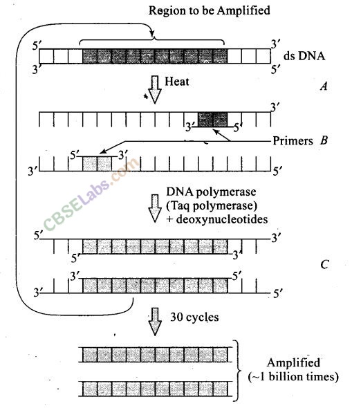 NCERT Exemplar Class 12 Biology Chapter 11 Biotechnology: Principles and Processes-2