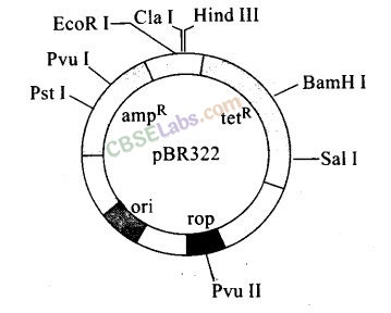 NCERT Exemplar Class 12 Biology Chapter 11 Biotechnology: Principles and Processes-4