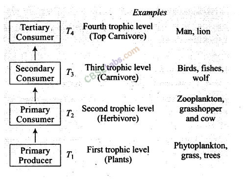 NCERT Exemplar Class 12 Biology Chapter 14 Ecosystem