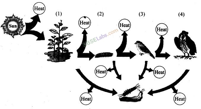 NCERT Exemplar Class 12 Biology Chapter 14 Ecosystem-2