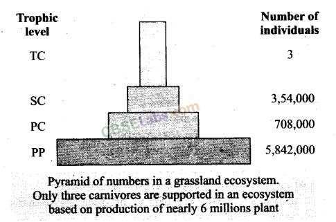 NCERT Exemplar Class 12 Biology Chapter 14 Ecosystem-4