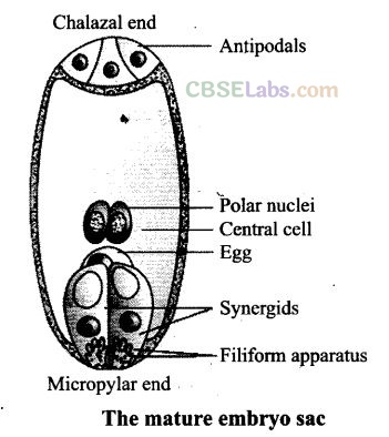 NCERT Exemplar Class 12 Biology Chapter 2 Sexual Reproduction in Flowering Plants-7