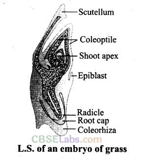 NCERT Exemplar Class 12 Biology Chapter 2 Sexual Reproduction in Flowering Plants-11