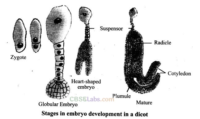 NCERT Exemplar Class 12 Biology Chapter 2 Sexual Reproduction in Flowering Plants-14