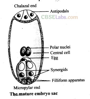 NCERT Exemplar Class 12 Biology Chapter 2 Sexual Reproduction in Flowering Plants-15