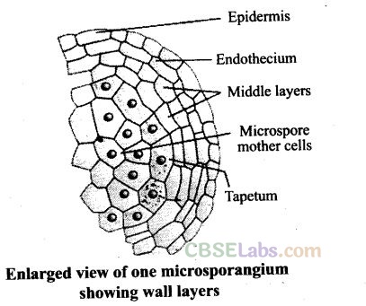 NCERT Exemplar Class 12 Biology Chapter 2 Sexual Reproduction in Flowering Plants-16