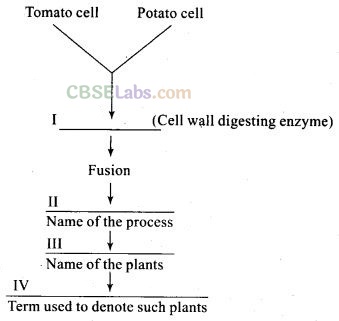 NCERT Exemplar Class 12 Biology Chapter 9 Strategies for Enhancement in Food Production-1