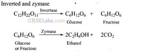 NCERT Exemplar Class 12 Chemistry Chapter 11 Alcohols, Phenols and Ethers-20
