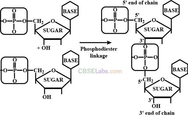 NCERT Exemplar Class 12 Chemistry Chapter 14 Biomolecules-15