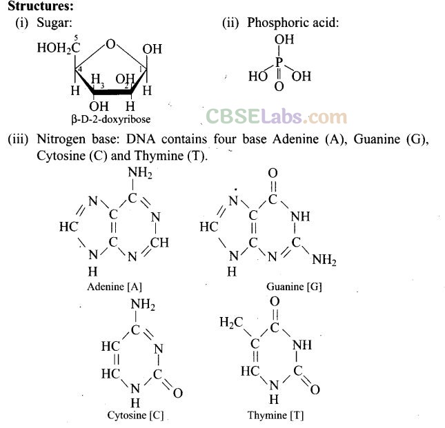 NCERT Exemplar Class 12 Chemistry Chapter 14 Biomolecules-29