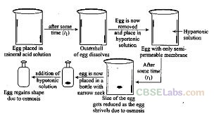 NCERT Exemplar Class 12 Chemistry Chapter 2 Solution-23