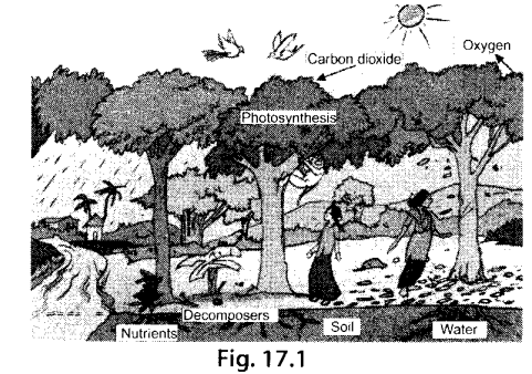 NCERT-Exemplar-Class-7-Science-Chapter-17-Forests-Our-Lifeline-q20