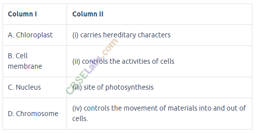 NCERT Exemplar Class 8 Science Chapter 8 Cell Structure and Functions 2