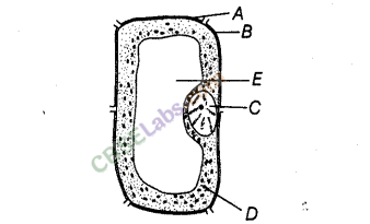 NCERT Exemplar Class 8 Science Chapter 8 Cell Structure and Functions 4