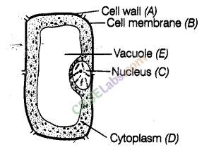 NCERT Exemplar Class 8 Science Chapter 8 Cell Structure and Functions 5