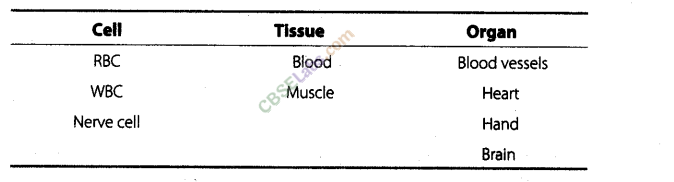 NCERT Exemplar Class 8 Science Chapter 8 Cell Structure and Functions 7