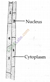 NCERT Exemplar Class 9 Science Chapter 6 Tissues Img 1