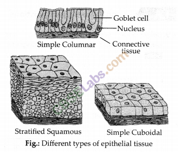 NCERT Exemplar Class 9 Science Chapter 6 Tissues Img 5