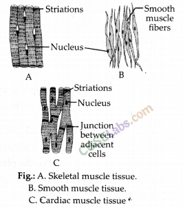 NCERT Exemplar Class 9 Science Chapter 6 Tissues Img 6