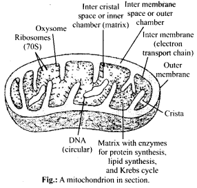 NCERT-Solutions-For-Class-11-Biology-Cell-The-Unit-of-Life-Q7
