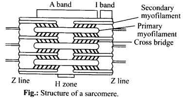 NCERT Solutions For Class 11 Biology Locomotion and Movement Q1