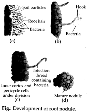 NCERT-Solutions-For-Class-11-Biology-Mineral-Nutrition-Q9