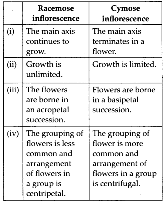 NCERT-Solutions-For-Class-11-Biology-Morphology-of-Flowering-Plants-Q6
