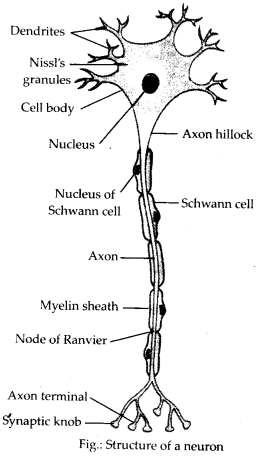 NCERT Solutions For Class 11 Biology Neural Control and Coordination Q4