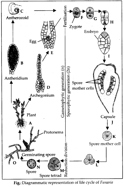 NCERT-Solutions-For-Class-11-Biology-Plant-Kingdom-Q3