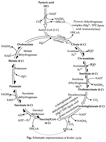NCERT-Solutions-For-Class-11-Biology-Respiration-in-Plants-Q1
