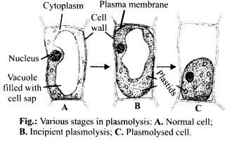 NCERT-Solutions-For-Class-11-Biology-Transport-in-Plants-Q7