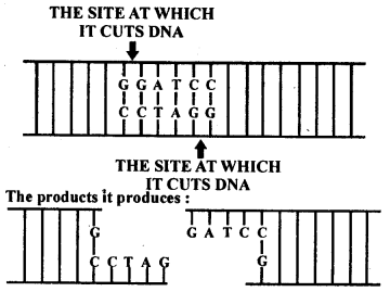 NCERT-Solutions-For-Class-12-Biology-Biotechnology-Principles-And-Processes-Q2