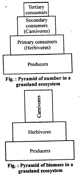NCERT-Solutions-For-Class-12-Biology-Ecosystem-Q8