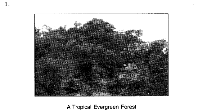 NCERT-Solutions-For-Class-7-Geography-Social-Science-Chapter-6-Natural-Vegetation-and-Wildlife-Q5