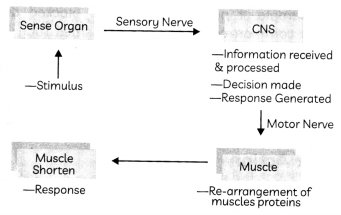 Nervous System in Animals 3