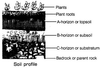 Soil-Class-7-Extra-Questions-Science-Chapter-9-1