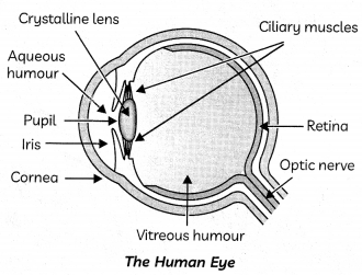 The-Human-Eye-1