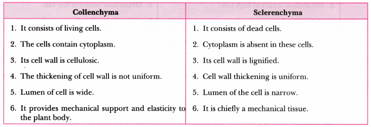 Tissues Class 9 Extra Questions Science Chapter 6 3