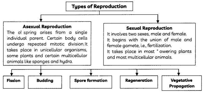 Types of Reproduction 1